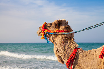 Image showing Camel's portrait with sea background