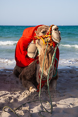 Image showing Camel sitting over sea background 