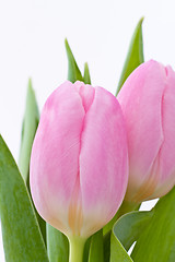 Image showing pink tulips