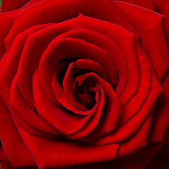 Image showing red rose