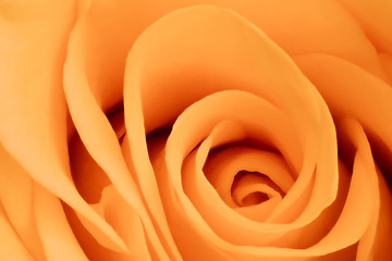 Image showing orange rose close up