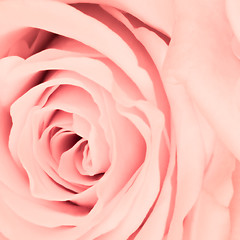 Image showing pink rose close up