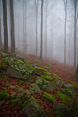 Image showing misty forest