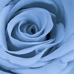 Image showing blue rose close up