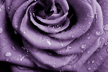 Image showing violet rose