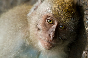 Image showing Monkey (Macaca fascicularis)