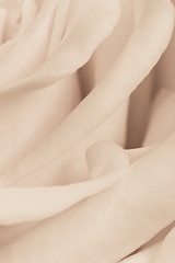 Image showing white rose close up