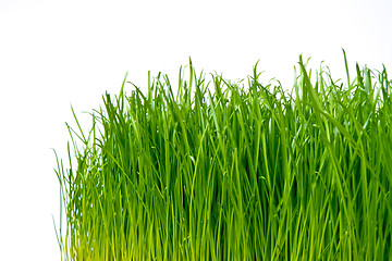 Image showing green grass