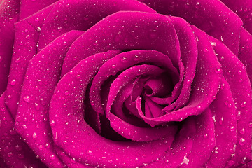 Image showing pink rose