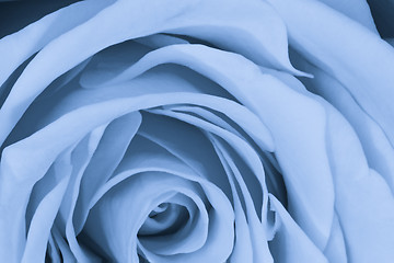 Image showing blue rose close up