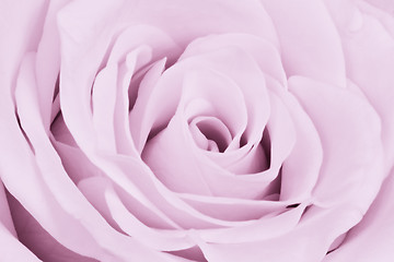 Image showing violet rose close up