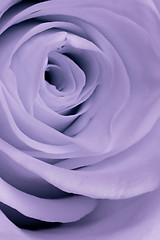 Image showing violet rose close up