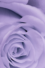 Image showing violet rose close up