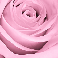 Image showing pink rose close up