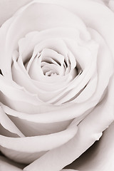 Image showing white rose close up