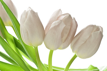 Image showing tulips