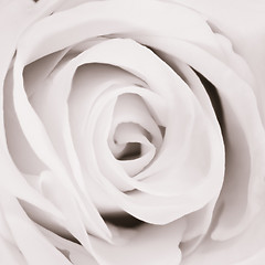 Image showing white rose close up