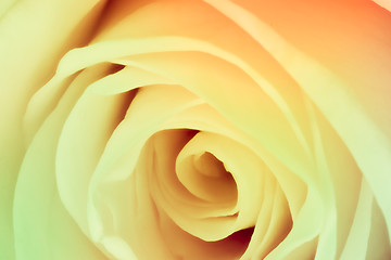 Image showing multicolor rose