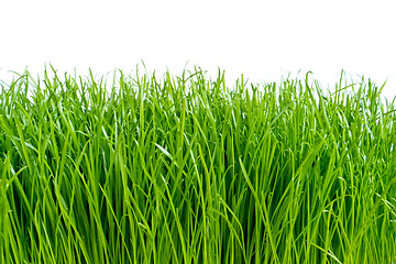 Image showing green grass