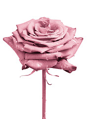 Image showing pink rose