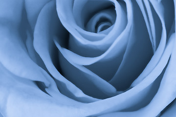 Image showing blue rose close up