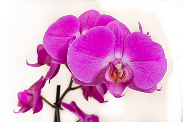 Image showing pink orchid