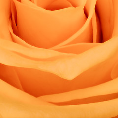 Image showing orange rose close up