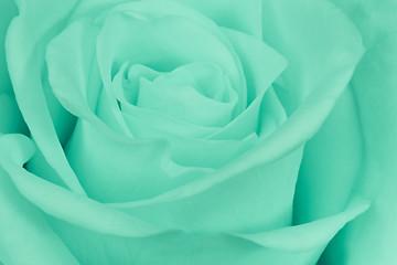 Image showing green rose close up