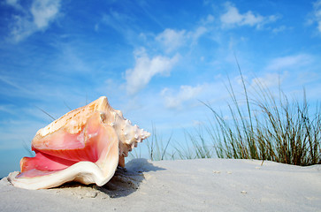 Image showing Tropical Conch