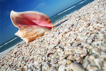 Image showing Conch on Shore