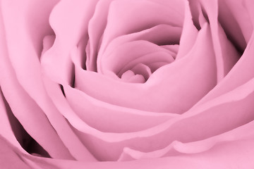 Image showing pink rose close up