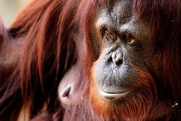 Image showing Orangutan