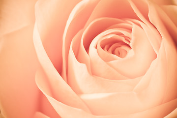 Image showing orange rose macro