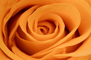 Image showing orange rose close up