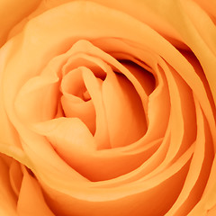 Image showing orange rose close up