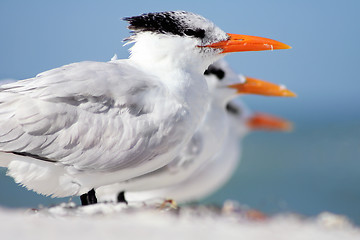 Image showing Terns in a Line