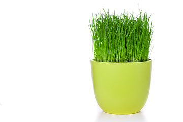 Image showing grass in flowerpot