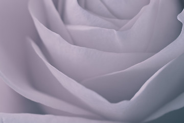 Image showing rose macro