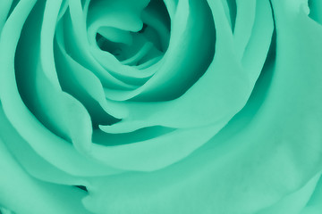 Image showing green rose close up