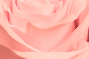 Image showing pink rose close up