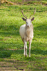 Image showing albino deer