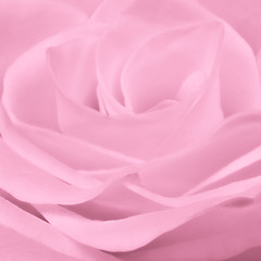 Image showing pink rose close up