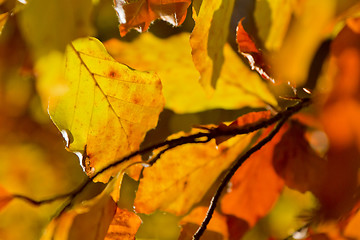 Image showing autumn foliage