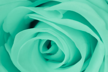 Image showing green rose close up