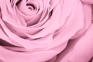 Image showing pink rose close up