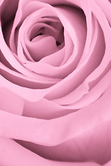 Image showing pink rose close up