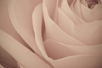 Image showing rose macro