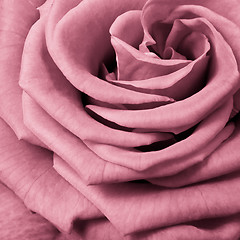 Image showing pink rose