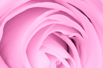 Image showing pink rose close up