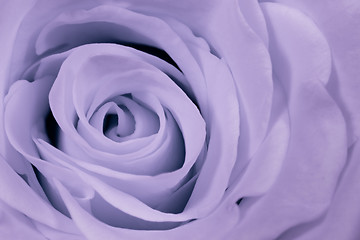 Image showing violet rose close up